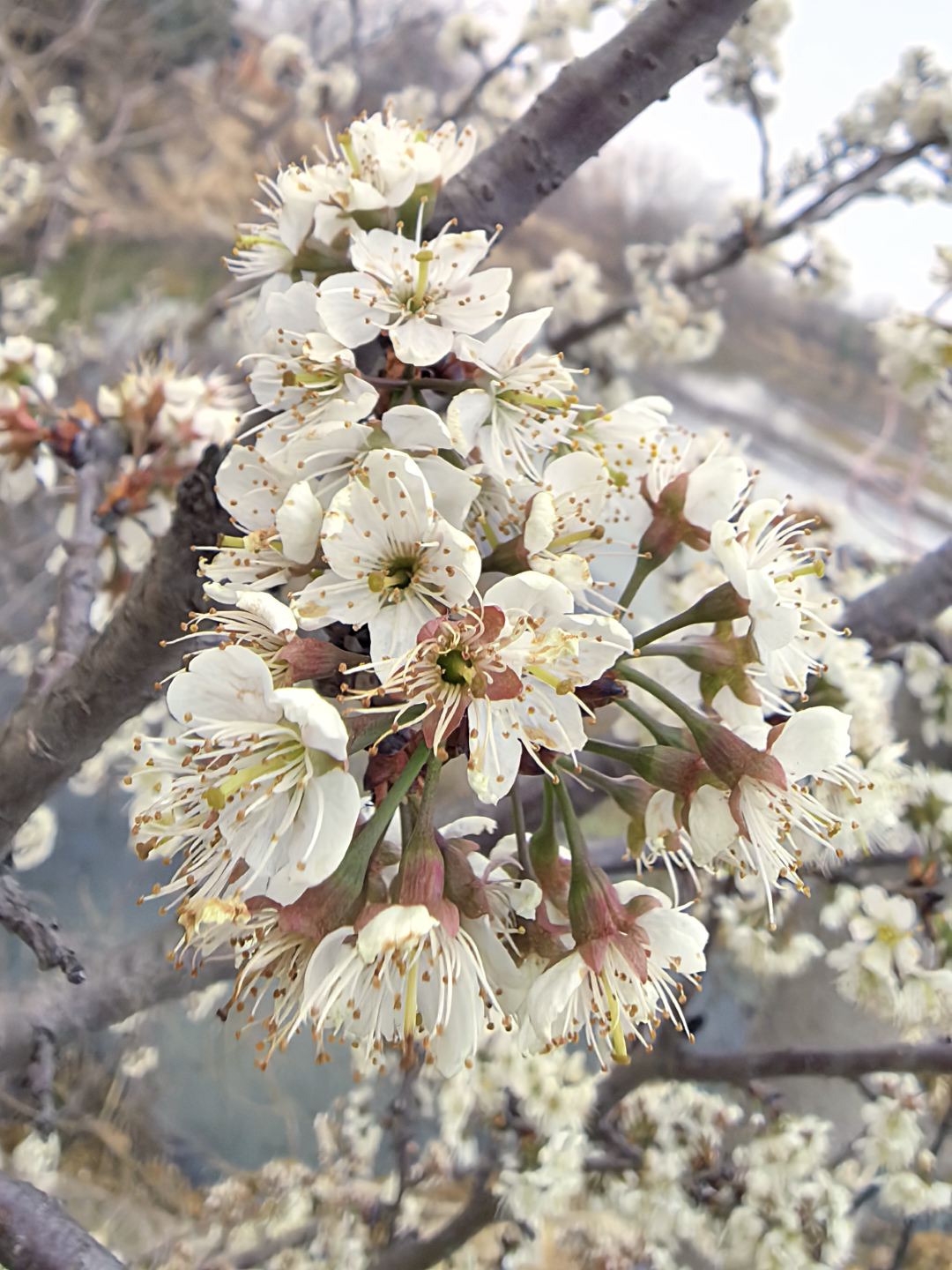 樱花