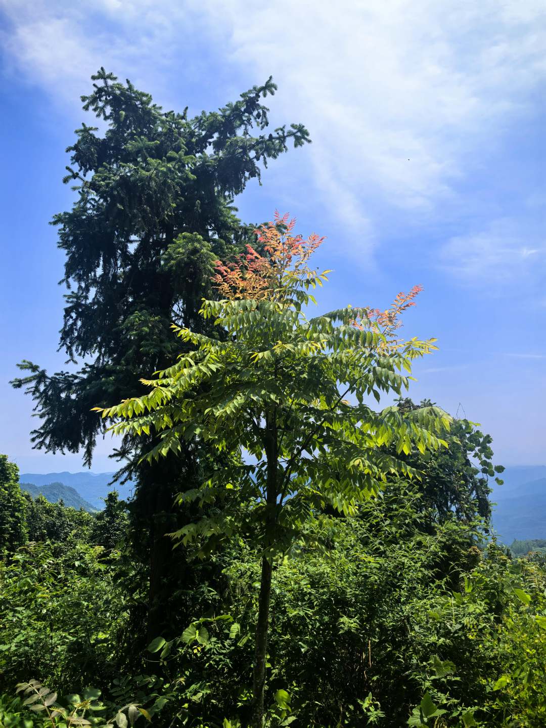 金刚山上